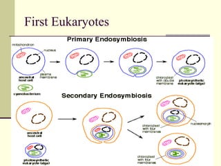 First Eukaryotes
 