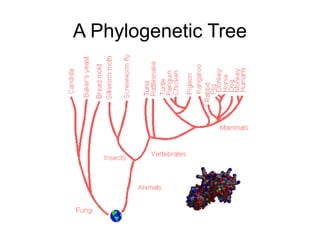 A Phylogenetic Tree
 