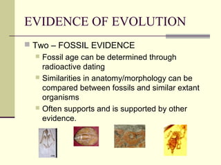 EVIDENCE OF EVOLUTION
 Two – FOSSIL EVIDENCE
   Fossil age can be determined through
    radioactive dating
   Similarities in anatomy/morphology can be
    compared between fossils and similar extant
    organisms
   Often supports and is supported by other
    evidence.
 