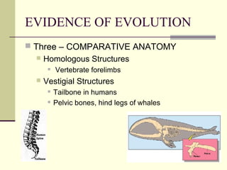 EVIDENCE OF EVOLUTION
 Three – COMPARATIVE ANATOMY
     Homologous Structures
          Vertebrate forelimbs
     Vestigial Structures
          Tailbone in humans
          Pelvic bones, hind legs of whales
 