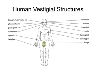 Human Vestigial Structures
 