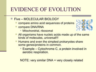 EVIDENCE OF EVOLUTION
 Five – MOLECULAR BIOLOGY
    compare amino acid sequences of proteins
    compare DNA/RNA
        Mitochondrial, ribosomal

    All organisms have nucleic acids made up of the same
     kinds of molecules, universal!!!
    Humans and even the simplest prokaryotes share
     some genes/proteins in common.
         Example – Cytochrome C, a protein involved in
          aerobic respiration.

      NOTE: very similar DNA = very closely related
 