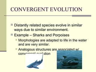 CONVERGENT EVOLUTION

 Distantly related species evolve in similar
  ways due to similar environment.
 Example – Sharks and Porpoises
    Morphologies are adapted to life in the water
     and are very similar.
    Analogous structures are associated w/
     convergent evolution
 
