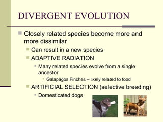 DIVERGENT EVOLUTION
 Closely related species become more and
  more dissimilar
   Can result in a new species
   ADAPTIVE RADIATION
          Many related species evolve from a single
           ancestor
             Galapagos Finches – likely related to food
     ARTIFICIAL SELECTION (selective breeding)
          Domesticated dogs
 