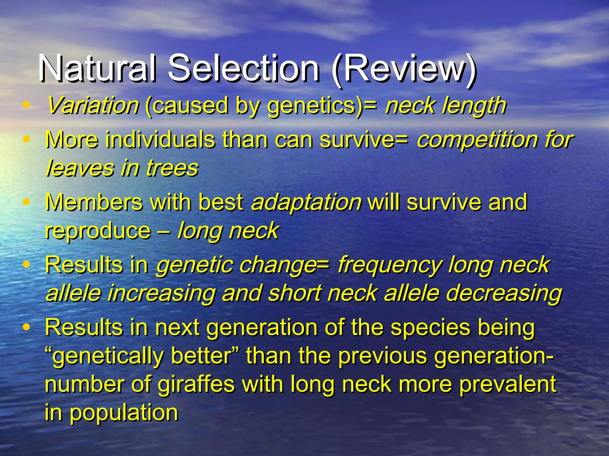 Natural Selection (Review)Natural Selection (Review)
• VariationVariation (caused by genetics)=(caused by genetics)= neck lengthneck length
• More individuals than can survive=More individuals than can survive= competition forcompetition for
leaves in treesleaves in trees
• Members with bestMembers with best adaptationadaptation will survive andwill survive and
reproduce –reproduce – long necklong neck
• Results inResults in genetic changegenetic change== frequency long neckfrequency long neck
allele increasing and short neck allele decreasingallele increasing and short neck allele decreasing
• Results in next generation of the species beingResults in next generation of the species being
“genetically better” than the previous generation-“genetically better” than the previous generation-
number of giraffes with long neck more prevalentnumber of giraffes with long neck more prevalent
in populationin population
 