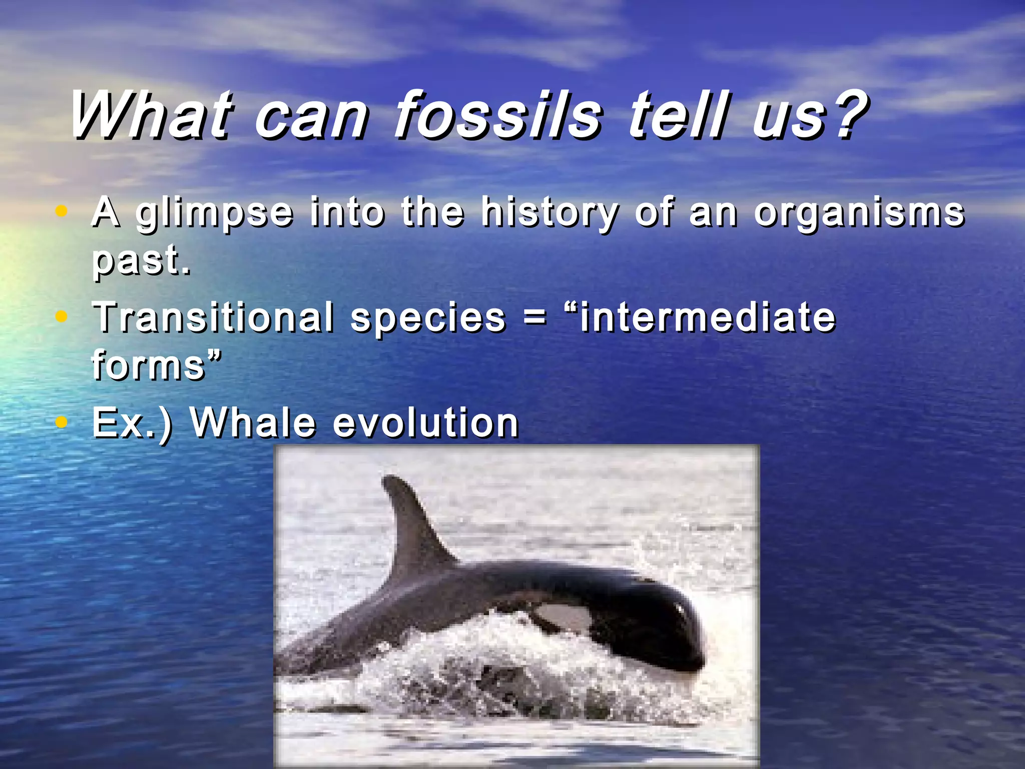 What can fossils tell us?What can fossils tell us?
• A glimpse into the history of an organismsA glimpse into the history of an organisms
past.past.
• Transitional species = “intermediateTransitional species = “intermediate
forms”forms”
• Ex.) Whale evolutionEx.) Whale evolution
 