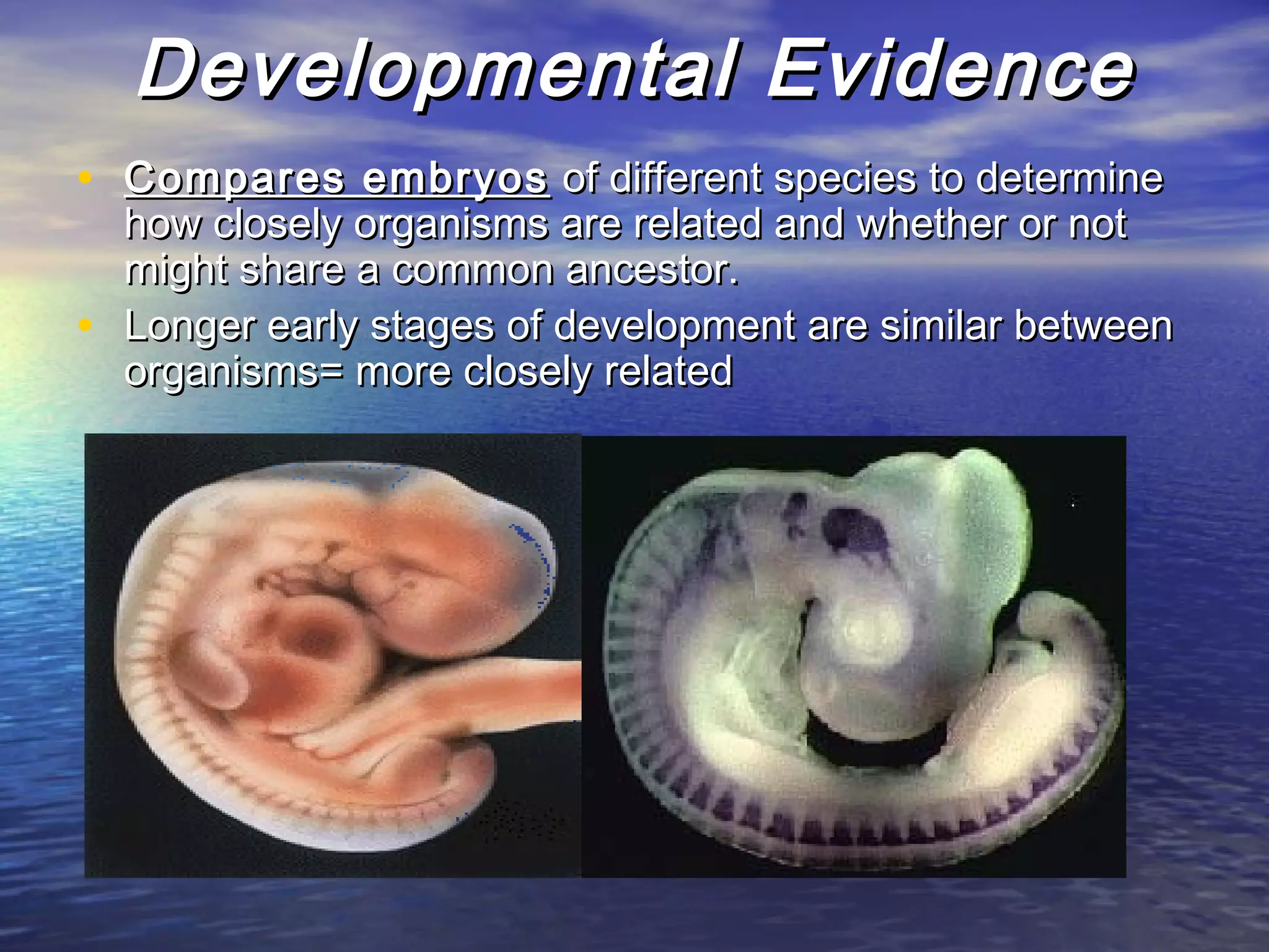 Developmental EvidenceDevelopmental Evidence
• Compares embryosCompares embryos of different species to determineof different species to determine
how closely organisms are related and whether or nothow closely organisms are related and whether or not
might share a common ancestor.might share a common ancestor.
• Longer early stages of development are similar betweenLonger early stages of development are similar between
organisms= more closely relatedorganisms= more closely related
 