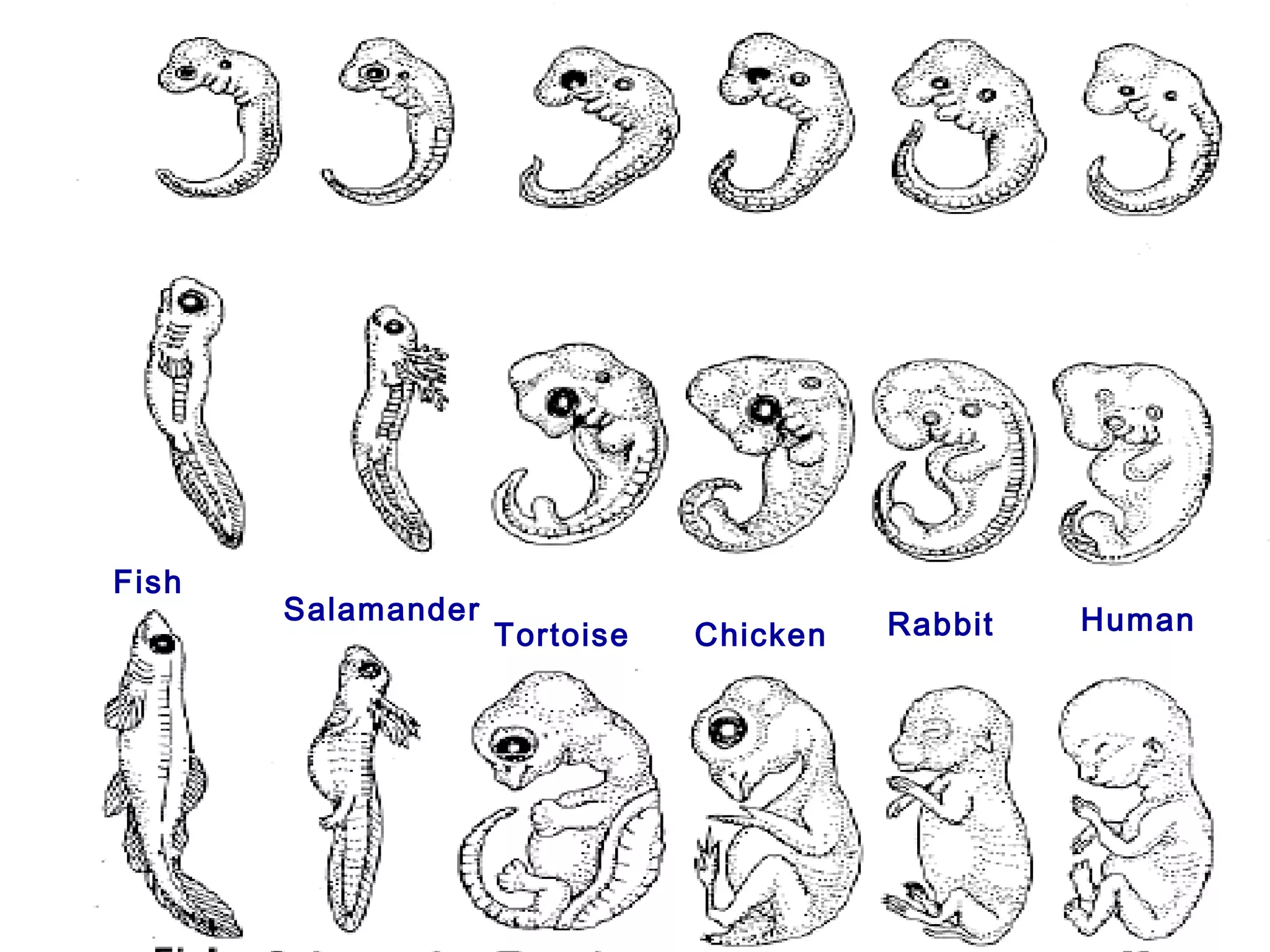 Fish
Salamander
Fish
Tortoise Chicken Rabbit HumanRabbit
 