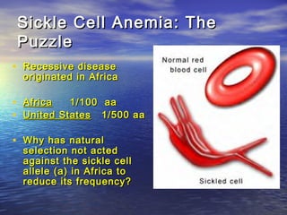 Sickle Cell Anemia: TheSickle Cell Anemia: The
PuzzlePuzzle
• Recessive diseaseRecessive disease
originated in Africaoriginated in Africa
• AfricaAfrica 1/100 aa1/100 aa
• United StatesUnited States 1/500 aa1/500 aa
• Why has naturalWhy has natural
selection not actedselection not acted
against the sickle cellagainst the sickle cell
allele (a) in Africa toallele (a) in Africa to
reduce its frequency?reduce its frequency?
 