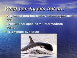 What can fossils tell us?What can fossils tell us?
• A glimpse into the history of an organismsA glimpse into the history of an organisms
past.past.
• Transitional species = “intermediateTransitional species = “intermediate
forms”forms”
• Ex.) Whale evolutionEx.) Whale evolution
 