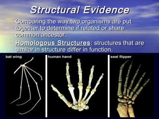 Structural EvidenceStructural Evidence
• Comparing the way two organisms are putComparing the way two organisms are put
together to determine if related or sharetogether to determine if related or share
common ancestor.common ancestor.
• Homologous StructuresHomologous Structures : structures that are: structures that are
similar in structure differ in function.similar in structure differ in function.
 