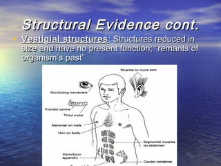 Structural Evidence cont.Structural Evidence cont.
• Vestigial structuresVestigial structures : Structures reduced in: Structures reduced in
size and have no present function; “remants ofsize and have no present function; “remants of
organism’s past”organism’s past”
 