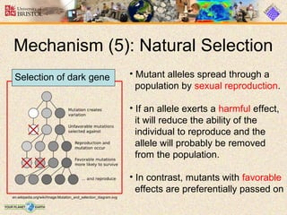 Mechanism (5): Natural Selection
Selection of dark gene

• Mutant alleles spread through a
population by sexual reproduction.
• If an allele exerts a harmful effect,
it will reduce the ability of the
individual to reproduce and the
allele will probably be removed
from the population.
• In contrast, mutants with favorable
effects are preferentially passed on

en.wikipedia.org/wiki/Image:Mutation_and_selection_diagram.svg

 