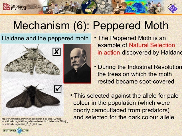Explain Natural Selection Using Peppered Moth Explain Natural Selection Using Peppered Moth