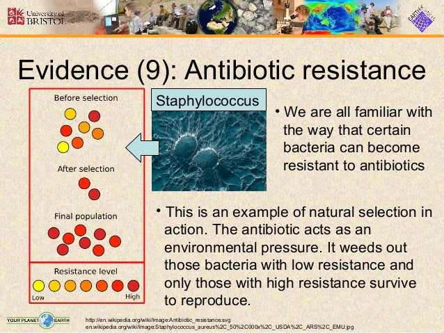 How Does Antibiotic Resistant Bacteria Show Natural Selection How Does Antibiotic Resistant Bacteria Show Natural Selection