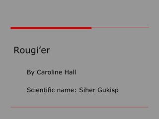 Rougi’er
By Caroline Hall
Scientific name: Siher Gukisp

 