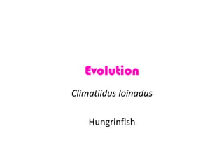 Evolution
Climatiidus loinadus
Hungrinfish

 