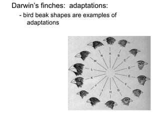 Darwin’s finches: adaptations:
- bird beak shapes are examples of
adaptations
