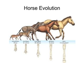 Horse Evolution