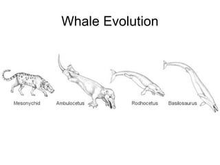 Whale Evolution