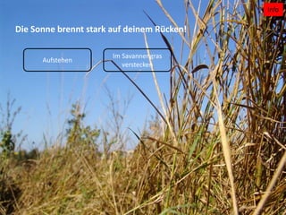 Info
Die Sonne brennt stark auf deinem Rücken!
Aufstehen
Im Savannengras
verstecken
 