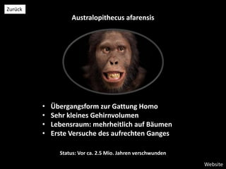 Australopithecus afarensis
Website
Zurück
• Übergangsform zur Gattung Homo
• Sehr kleines Gehirnvolumen
• Lebensraum: mehrheitlich auf Bäumen
• Erste Versuche des aufrechten Ganges
Status: Vor ca. 2.5 Mio. Jahren verschwunden
 