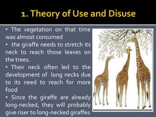 • The vegetation on that time
was almost consumed
• the giraffe needs to stretch its
neck to reach those leaves on
the trees.
• Their neck often led to the
development of long necks due
to its need to reach for more
food
• Since the giraffe are already
long-necked, they will probably
give riser to long-necked giraffes
 