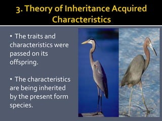 • The traits and
characteristics were
passed on its
offspring.
• The characteristics
are being inherited
by the present form
species.
 