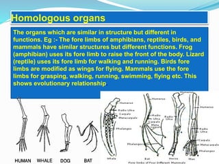 Homologous organs 
The organs which are similar in structure but different in 
functions. Eg :- The fore limbs of amphibians, reptiles, birds, and 
mammals have similar structures but different functions. Frog 
(amphibian) uses its fore limb to raise the front of the body. Lizard 
(reptile) uses its fore limb for walking and running. Birds fore 
limbs are modified as wings for flying. Mammals use the fore 
limbs for grasping, walking, running, swimming, flying etc. This 
shows evolutionary relationship. 
 