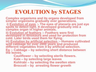 EVOLUTION by STAGES 
Complex organisms and its organs developed from 
simpler organisms gradually over generations. 
i) Evolution of eyes :- The eyes of planaria are just eye 
spots to detect light. It developed gradually into a 
complex organ in higher animals. 
ii) Evolution of feathers :- Feathers were first 
developed in dinosaurs and used for protection from 
cold. Later birds used them for flying. 
iii) Evolution by artificial selection :- Humans cultivated 
wild cabbage for over 2000 years and produced 
different vegetables from it by artificial selection. 
Eg :- Cabbage – by selecting short distance between 
the leaves. 
Cauliflower – by selecting sterile flowers. 
Kale – by selecting large leaves 
Kohlrabi – by selecting the swollen stem 
Broccoli – by arresting flower growth 
 