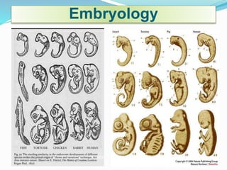 Embryology 
 
