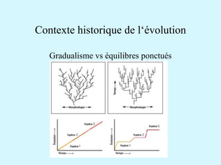 Contexte historique de l‘évolution 
Gradualisme vs équilibres ponctués 
 