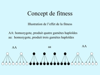 Concept de fitness 
Illustration de l’effet de la fitness 
AA: homozygote, produit quatre gamètes haploïdes 
aa: homozygote, produit trois gamètes haploïdes 
AA aa AA 
 