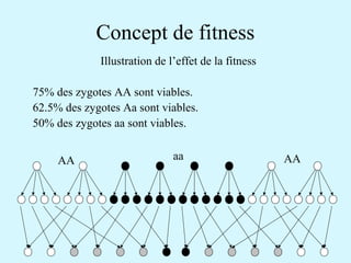 Concept de fitness 
Illustration de l’effet de la fitness 
75% des zygotes AA sont viables. 
62.5% des zygotes Aa sont viables. 
50% des zygotes aa sont viables. 
AA aa AA 
 