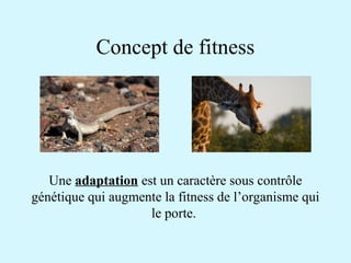 Concept de fitness 
Une adaptation est un caractère sous contrôle 
génétique qui augmente la fitness de l’organisme qui 
le porte. 
 