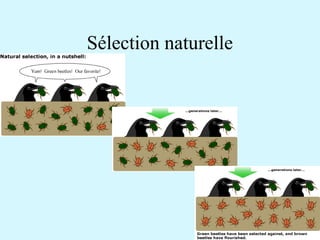 Sélection naturelle 
 