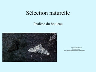 Sélection naturelle 
Phalène du bouleau 
QuickTime™ et un 
décompresseur 
sont requis pour visionner cette image. 
 