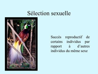 Sélection sexuelle 
Succès reproductif de 
certains individus par 
rapport à d’autres 
individus du même sexe 
 