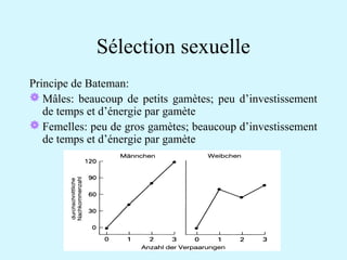 Sélection sexuelle 
Principe de Bateman: 
Mâles: beaucoup de petits gamètes; peu d’investissement 
de temps et d’énergie par gamète 
Femelles: peu de gros gamètes; beaucoup d’investissement 
de temps et d’énergie par gamète 
 
