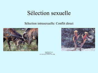 Sélection sexuelle 
Sélection intrasexuelle: Conflit direct 
QuickTime™ et un 
décompresseur 
sont requis pour visionner cette image. 
 
