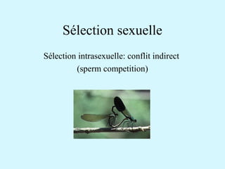 Sélection sexuelle 
Sélection intrasexuelle: conflit indirect 
(sperm competition) 
 