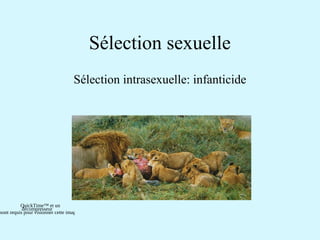 Sélection sexuelle 
Sélection intrasexuelle: infanticide 
QuickTime™ et un 
décompresseur 
sont requis pour visionner cette image. 
 