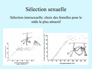Sélection sexuelle 
Sélection intersexuelle: choix des femelles pour le 
mâle le plus attractif 
 