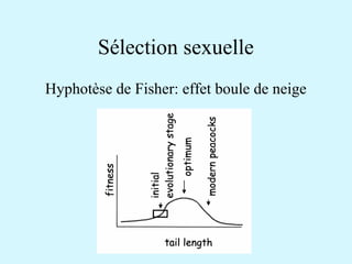 Sélection sexuelle 
Hyphotèse de Fisher: effet boule de neige 
 