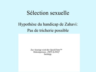 Sélection sexuelle 
Hypothèse du handicap de Zahavi: 
Pas de tricherie possible 
Zur Anzeige wird der QuickTime™ 
Dekompressor „TIFF (LZW)“ 
benötigt. 
 