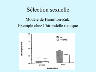 Sélection sexuelle 
Modèle de Hamilton-Zuk: 
Exemple chez l’hirondelle rustique 
 