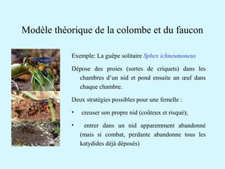 Modèle théorique de la colombe et du faucon 
Exemple: La guêpe solitaire Sphex ichneumoneus 
Dépose des proies (sortes de criquets) dans les 
chambres d’un nid et pond ensuite un oeuf dans 
chaque chambre. 
Deux stratégies possibles pour une femelle : 
• creuser son propre nid (coûteux et risqué); 
• entrer dans un nid apparemment abandonné 
(mais si combat, perdante abandonne tous les 
katydides déjà déposés) 
 