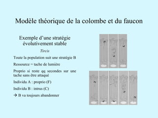 Modèle théorique de la colombe et du faucon 
Exemple d’une stratégie 
évolutivement stable 
Tircis 
Toute la population suit une stratégie B 
Ressource = tache de lumière 
Proprio si reste qq secondes sur une 
tache sans être attaqué 
Individu A : proprio (F) 
Individu B : intrus (C) 
 B va toujours abandonner 
 