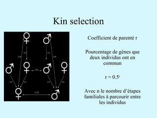 Kin selection 
Coefficient de parenté r 
Pourcentage de gènes que 
deux individus ont en 
commun 
r = 0.5n 
Avec n le nombre d’étapes 
familiales à parcourir entre 
les individus 
 