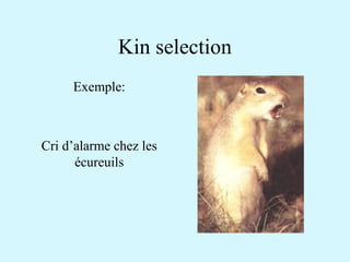 Kin selection 
Exemple: 
Cri d’alarme chez les 
écureuils 
 
